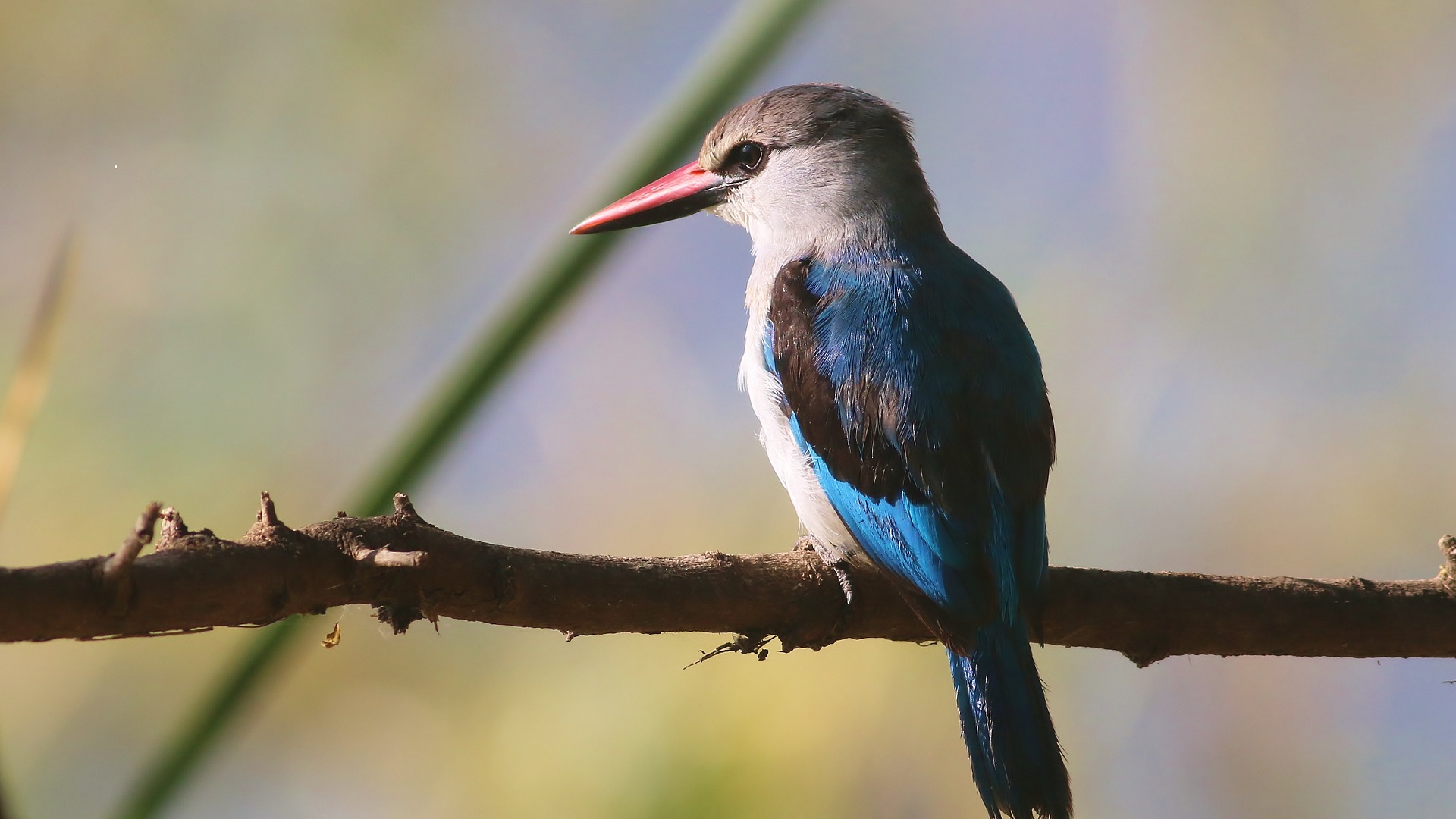 Woodland Kingfisher